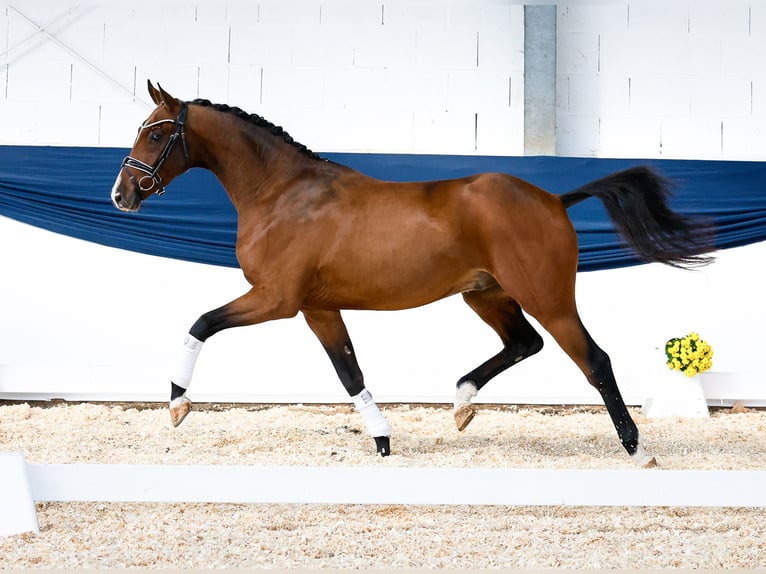 Deutsches Reitpony Wallach 3 Jahre 158 cm Brauner in Marsberg