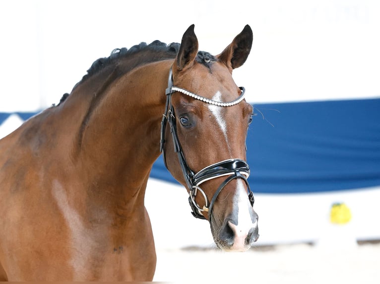 Deutsches Reitpony Wallach 3 Jahre 158 cm Brauner in Marsberg