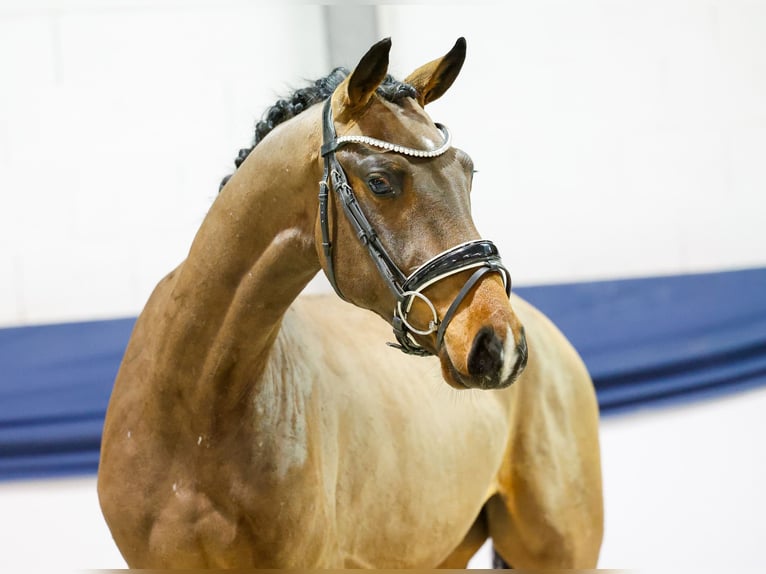Deutsches Reitpony Wallach 3 Jahre 158 cm Brauner in Marsberg