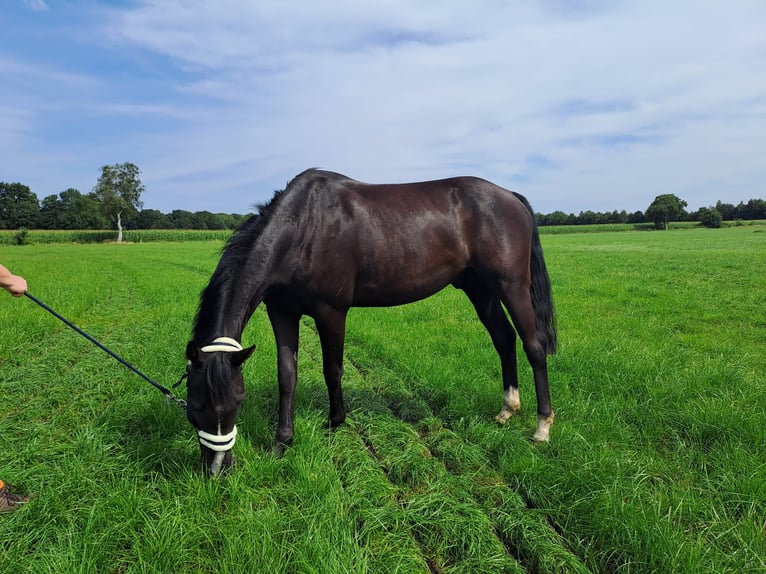 Deutsches Reitpony Wallach 3 Jahre 158 cm Rappe in Bad Bederkesa