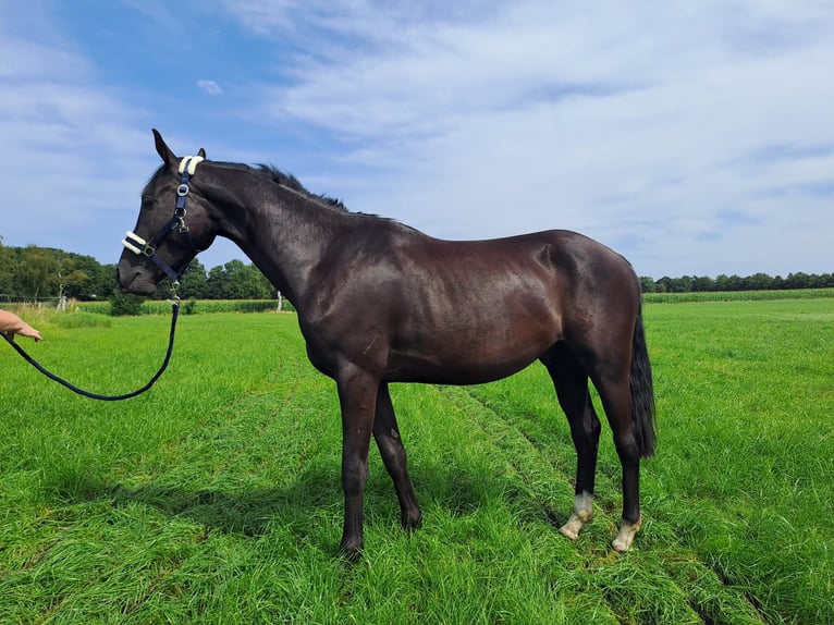 Deutsches Reitpony Wallach 3 Jahre 158 cm Rappe in Bad Bederkesa