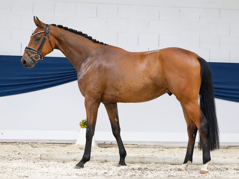 Deutsches Reitpony Wallach 3 Jahre 160 cm Brauner in Marsberg