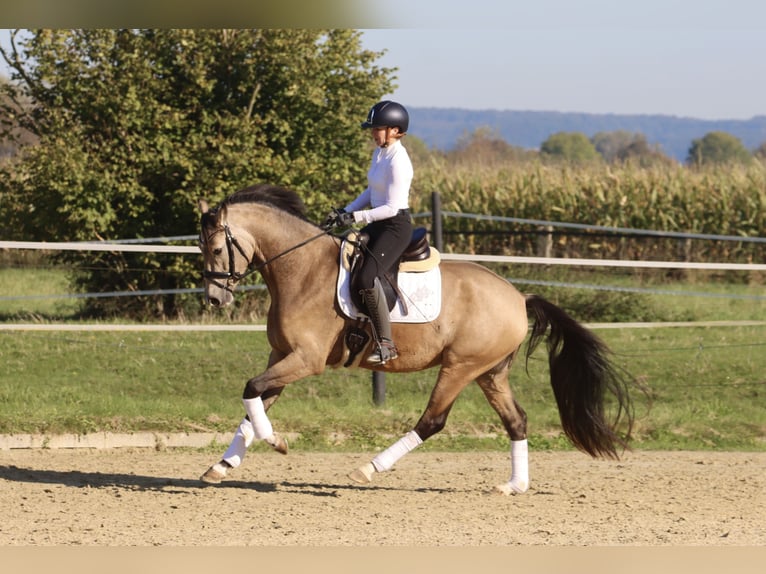 Deutsches Reitpony Wallach 3 Jahre 160 cm Buckskin in Nottuln