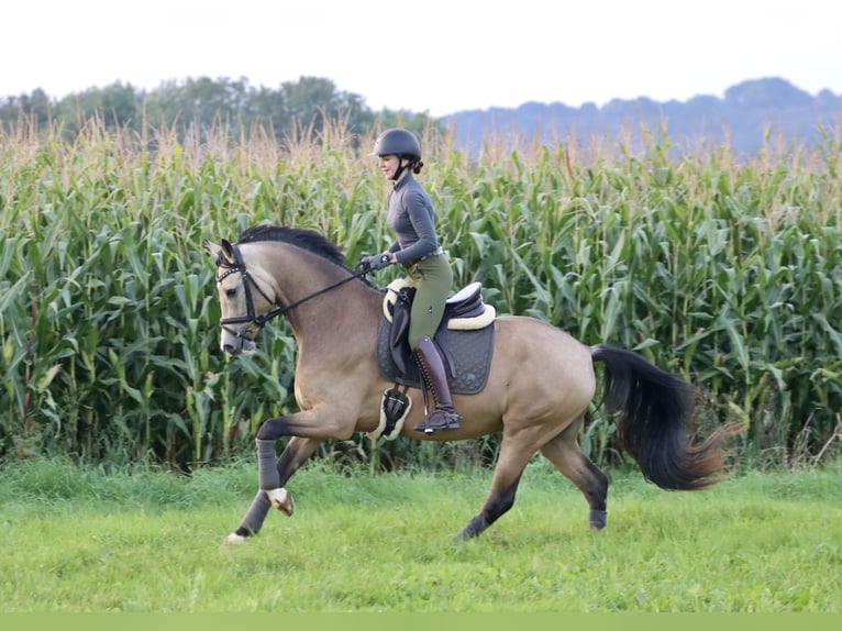 Deutsches Reitpony Wallach 3 Jahre 160 cm Buckskin in Nottuln