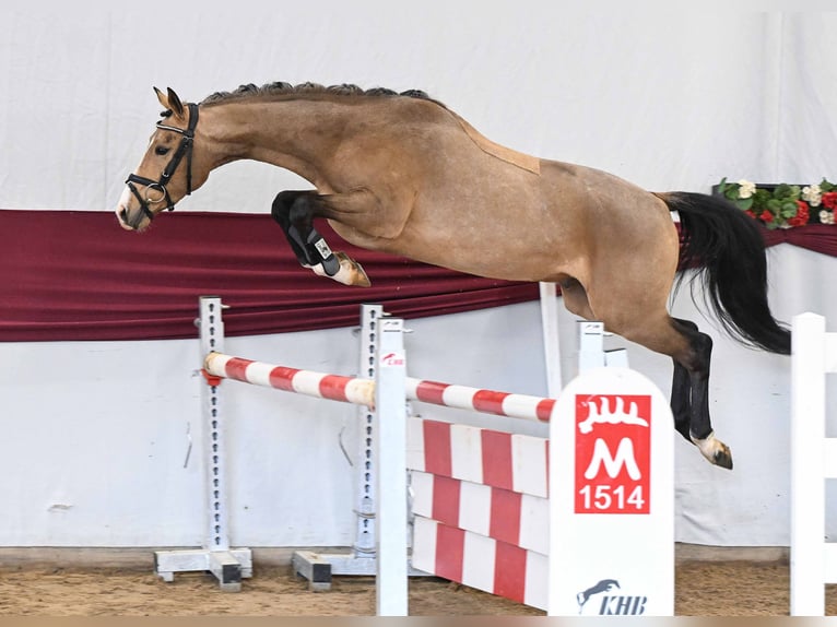 Deutsches Reitpony Wallach 3 Jahre Buckskin in Gomadingen