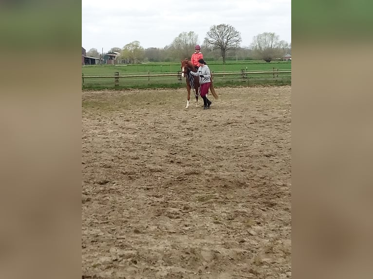 Deutsches Reitpony Wallach 3 Jahre  in Hamm