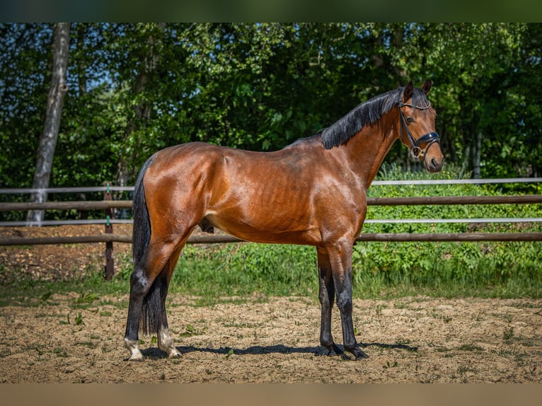 Deutsches Reitpony Wallach 3 Jahre Dunkelbrauner in Ganderkesee
