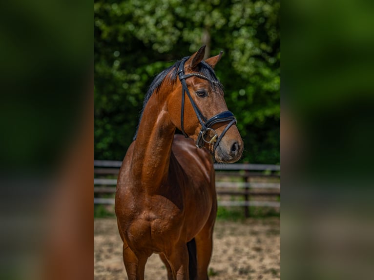 Deutsches Reitpony Wallach 3 Jahre Dunkelbrauner in Ganderkesee