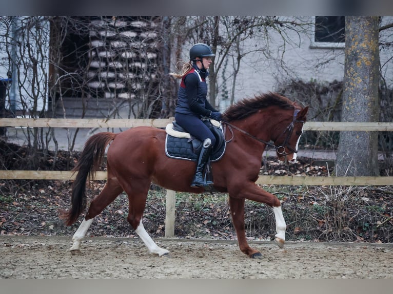 Deutsches Reitpony Wallach 3 Jahre Dunkelfuchs in Borgentreich