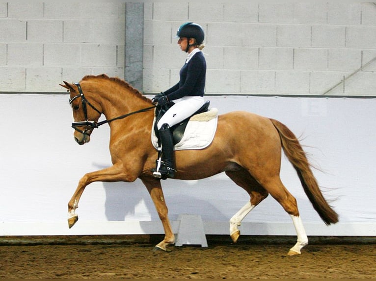 Deutsches Reitpony Wallach 3 Jahre Dunkelfuchs in Borgentreich