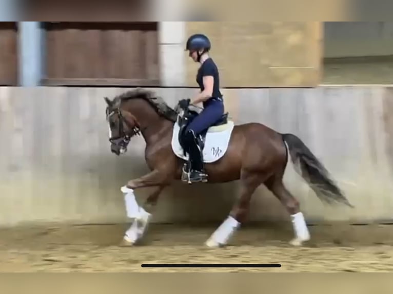 Deutsches Reitpony Wallach 3 Jahre Dunkelfuchs in Vlotho