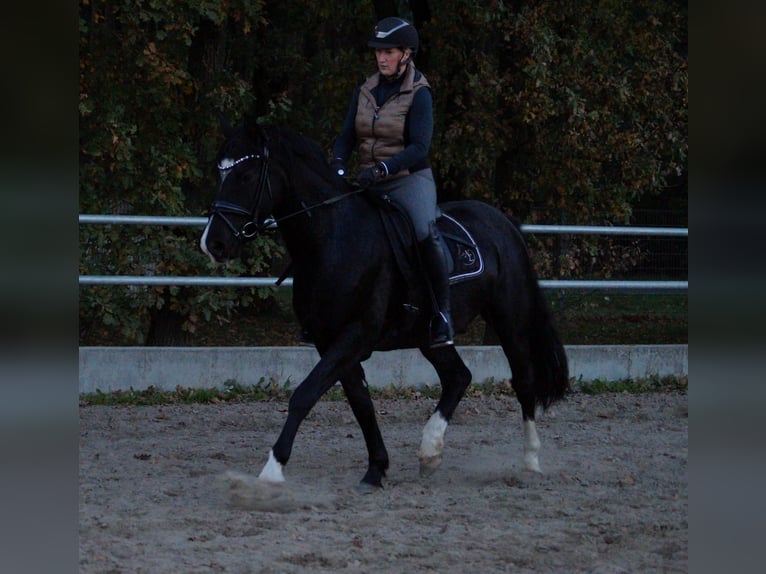 Deutsches Reitpony Wallach 3 Jahre in Kloster Lehnin