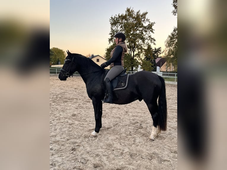 Deutsches Reitpony Wallach 3 Jahre in Kloster Lehnin