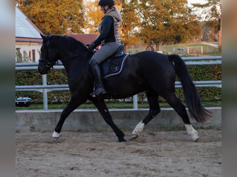 Deutsches Reitpony Wallach 3 Jahre in Kloster Lehnin