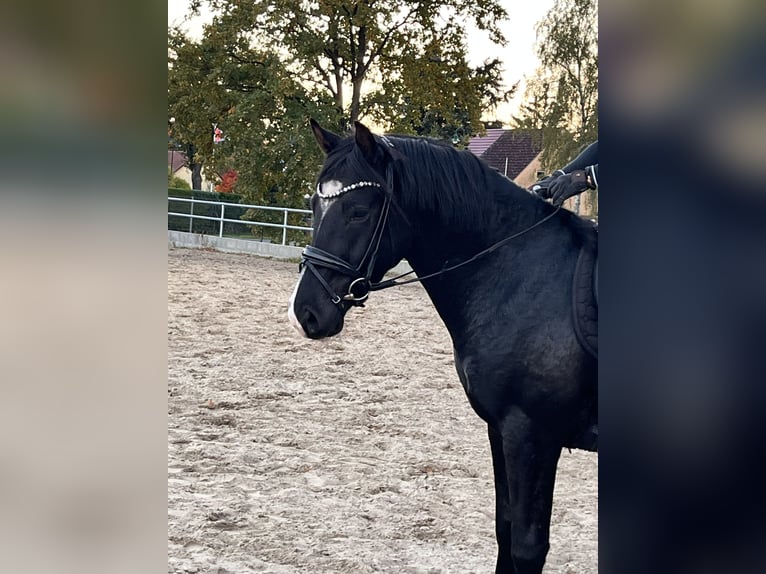 Deutsches Reitpony Wallach 3 Jahre in Kloster Lehnin