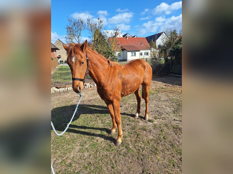 Deutsches Reitpony Wallach 3 Jahre Fuchs in Bismark (Altmark)