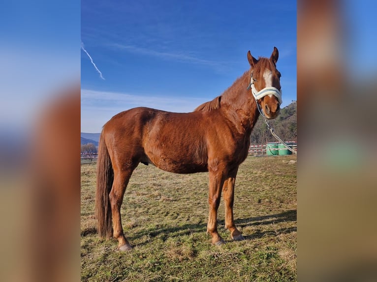 Deutsches Reitpony Wallach 3 Jahre Fuchs in Reichelsheim