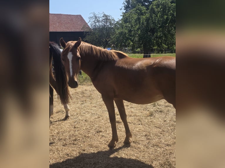 Deutsches Reitpony Wallach 3 Jahre Fuchs in Reichelsheim