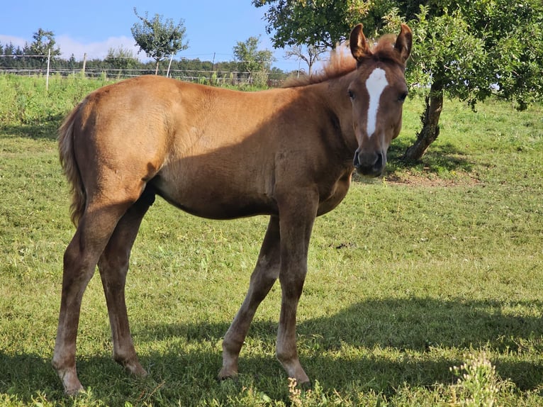 Deutsches Reitpony Wallach 3 Jahre Fuchs in Reichelsheim