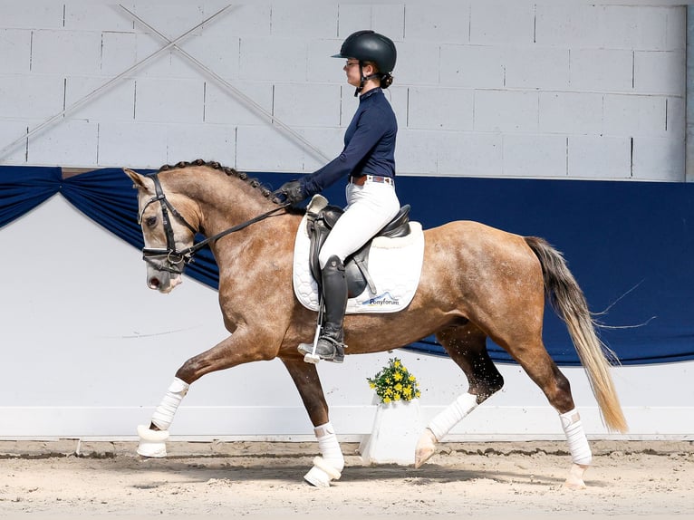 Deutsches Reitpony Wallach 3 Jahre Palomino in Marsberg