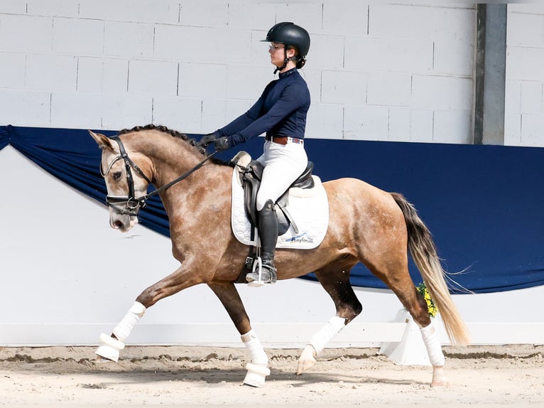 Deutsches Reitpony Wallach 3 Jahre Palomino in Marsberg
