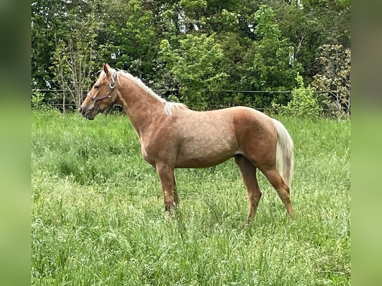 Deutsches Reitpony Wallach 3 Jahre Palomino in Rosenberg