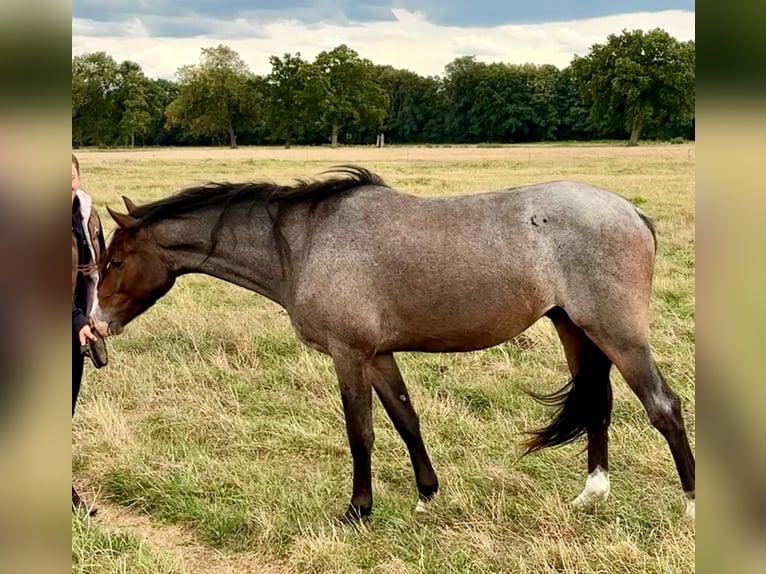 Deutsches Reitpony Wallach 3 Jahre  in Kloster Lehnin