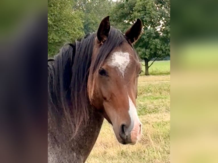 Deutsches Reitpony Wallach 3 Jahre  in Kloster Lehnin