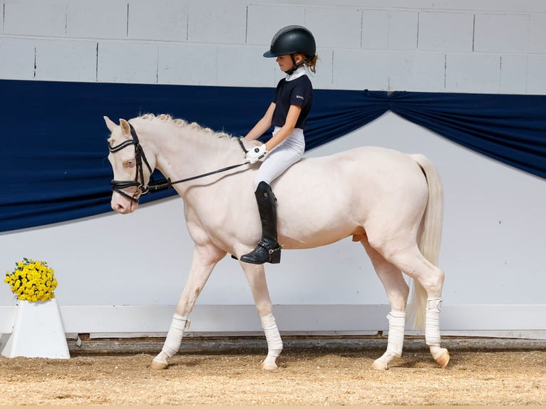 Deutsches Reitpony Wallach 4 Jahre 126 cm Cremello in Marsberg