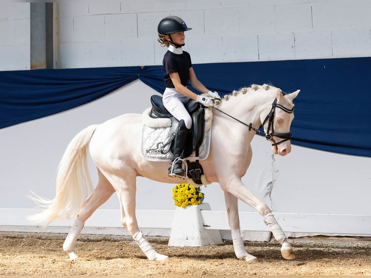 Deutsches Reitpony Wallach 4 Jahre 126 cm Cremello in Marsberg