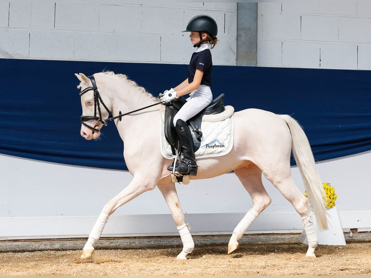 Deutsches Reitpony Wallach 4 Jahre 126 cm Cremello in Marsberg