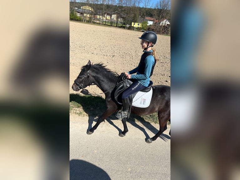 Deutsches Reitpony Mix Wallach 4 Jahre 135 cm Blauschimmel in Uttendorf