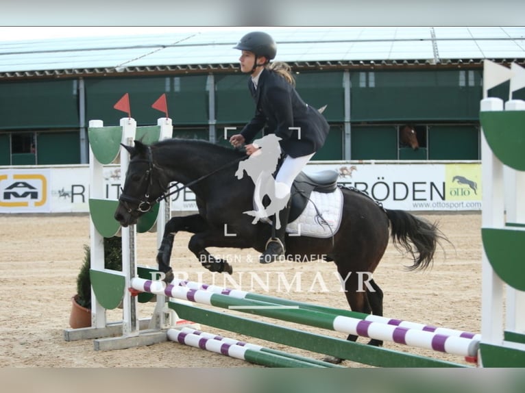 Deutsches Reitpony Mix Wallach 4 Jahre 135 cm Blauschimmel in Uttendorf