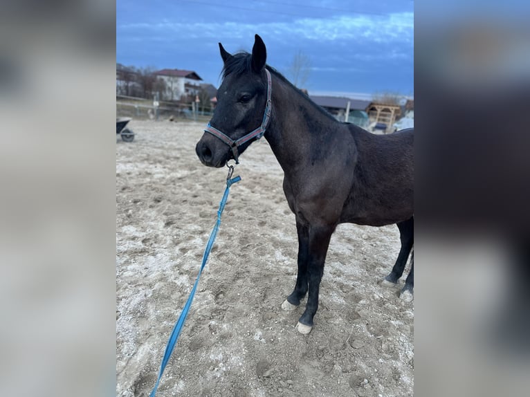 Deutsches Reitpony Mix Wallach 4 Jahre 135 cm Blauschimmel in Uttendorf