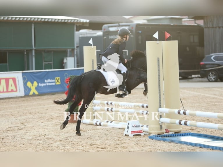 Deutsches Reitpony Mix Wallach 4 Jahre 135 cm Blauschimmel in Uttendorf