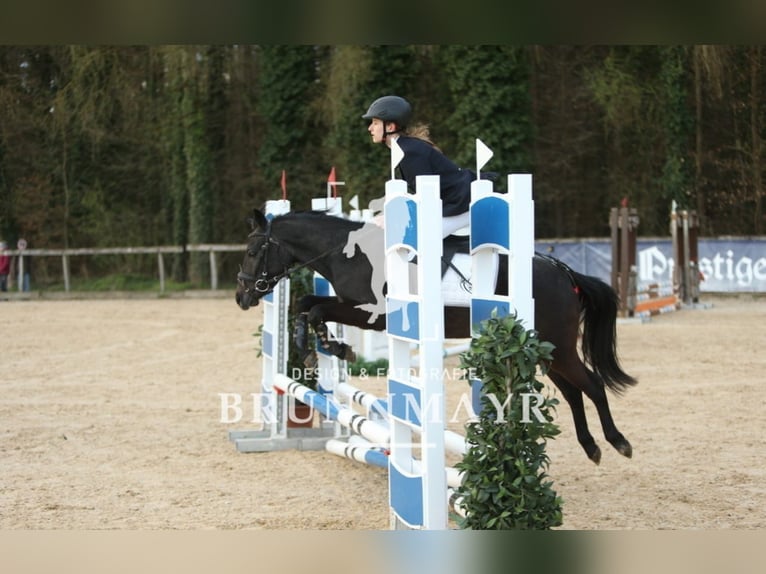 Deutsches Reitpony Mix Wallach 4 Jahre 135 cm Blauschimmel in Uttendorf