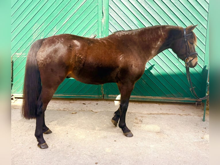 Deutsches Reitpony Wallach 4 Jahre 135 cm Dunkelbrauner in Bergisch Gladbach