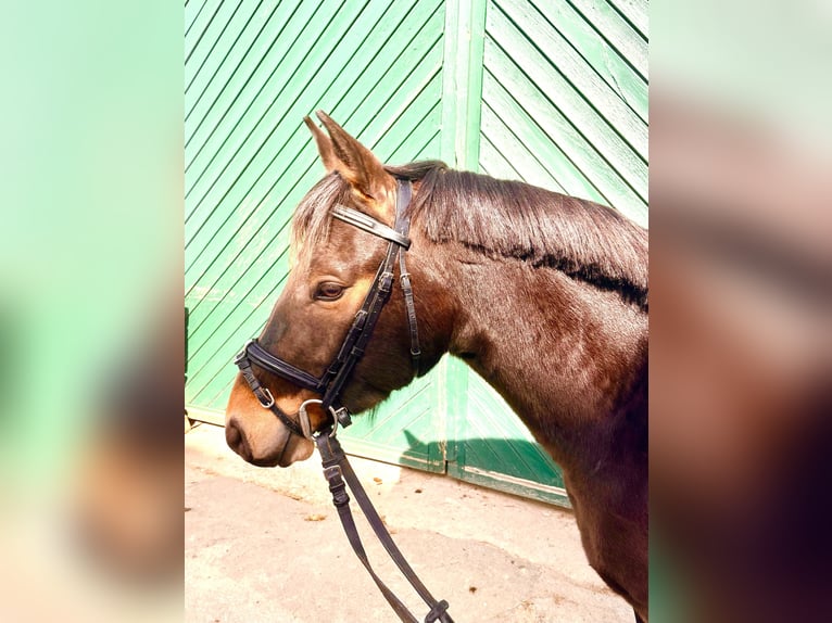 Deutsches Reitpony Wallach 4 Jahre 135 cm Dunkelbrauner in Bergisch Gladbach