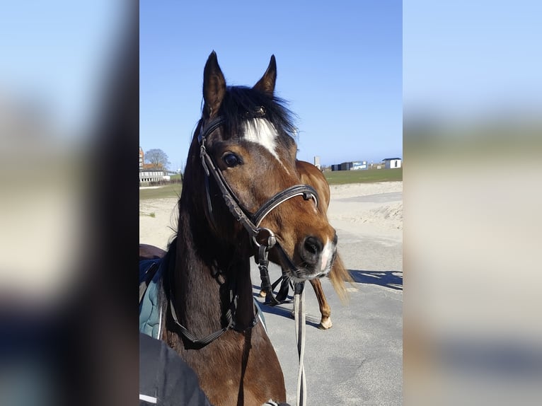 Deutsches Reitpony Wallach 4 Jahre 136 cm Brauner in Neuharlingersiel