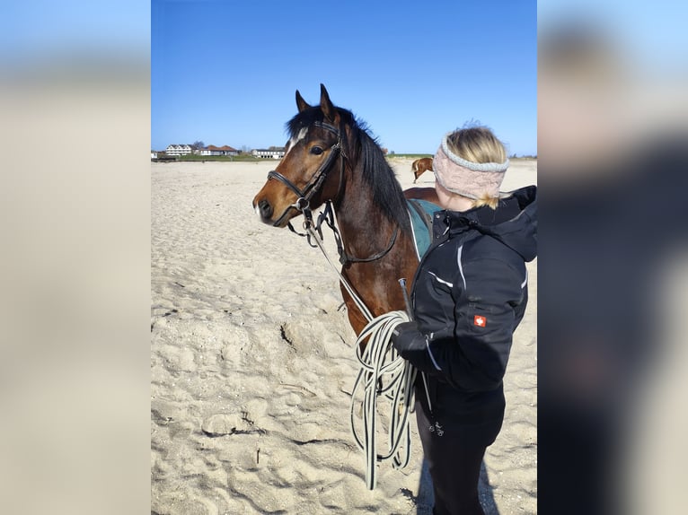 Deutsches Reitpony Wallach 4 Jahre 136 cm Brauner in Neuharlingersiel