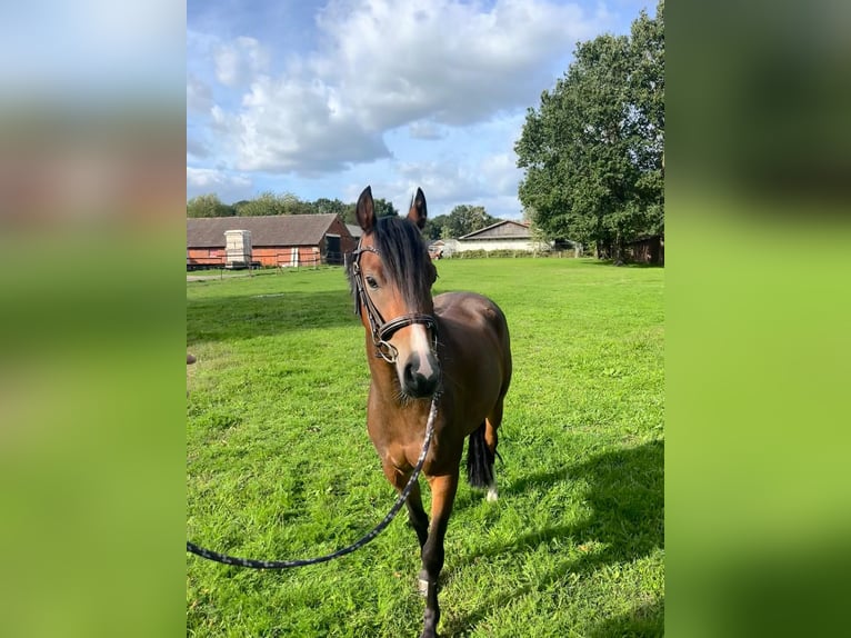 Deutsches Reitpony Wallach 4 Jahre 136 cm Brauner in Emsdetten
