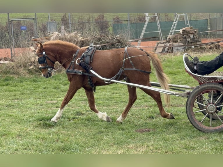 Deutsches Reitpony Wallach 4 Jahre 136 cm Fuchs in Vaihingen an der Enz