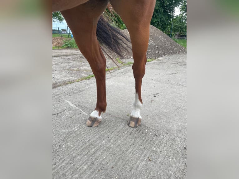 Deutsches Reitpony Wallach 4 Jahre 136 cm Fuchs in G&#xF6;rmin