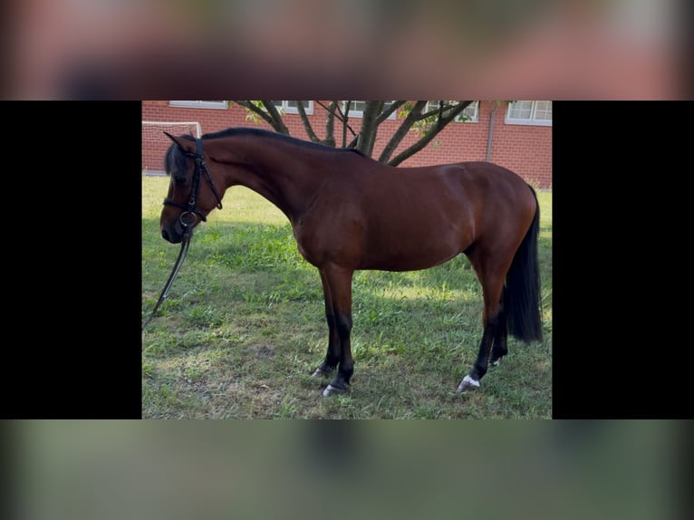 Deutsches Reitpony Wallach 4 Jahre 137 cm Brauner in Niemegk