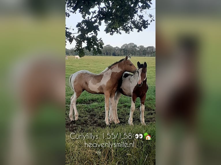 Deutsches Reitpony Mix Wallach 4 Jahre 138 cm Brauner in ruinen