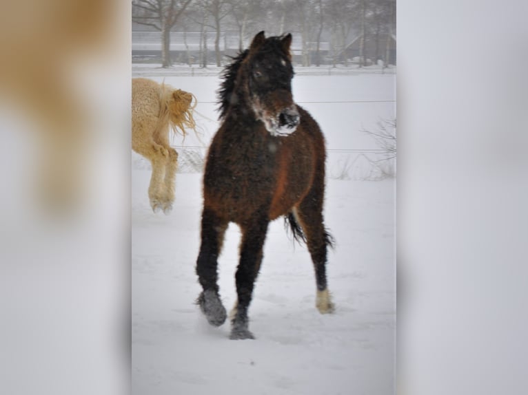 Deutsches Reitpony Mix Wallach 4 Jahre 138 cm Brauner in ruinen