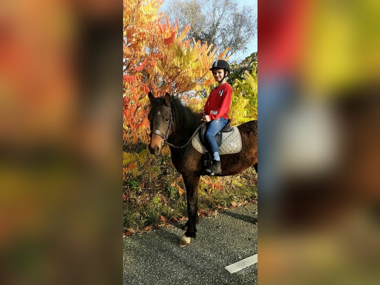 Deutsches Reitpony Mix Wallach 4 Jahre 138 cm Brauner in ruinen