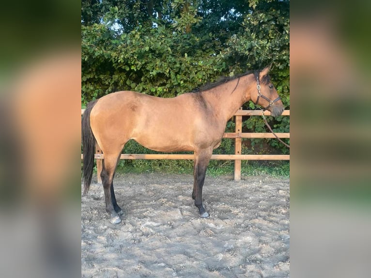 Deutsches Reitpony Mix Wallach 4 Jahre 138 cm Brauner in ruinen