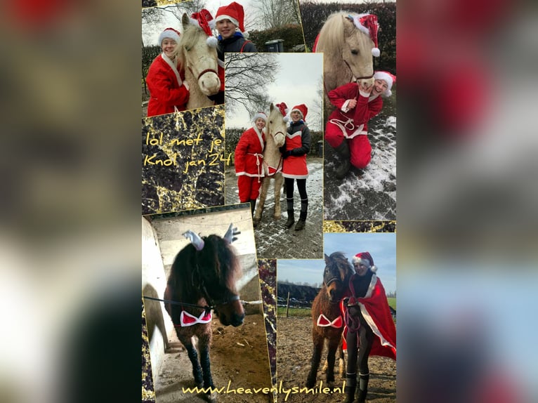 Deutsches Reitpony Mix Wallach 4 Jahre 138 cm Brauner in ruinen