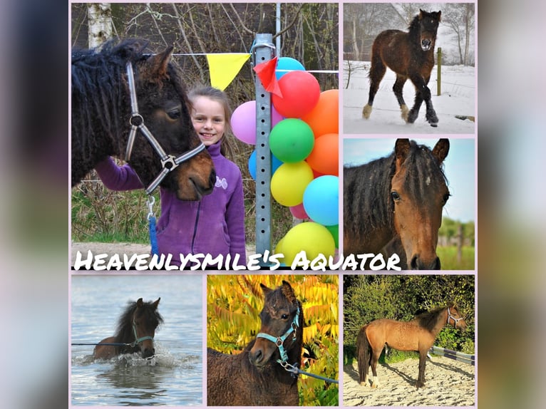 Deutsches Reitpony Mix Wallach 4 Jahre 138 cm Brauner in ruinen